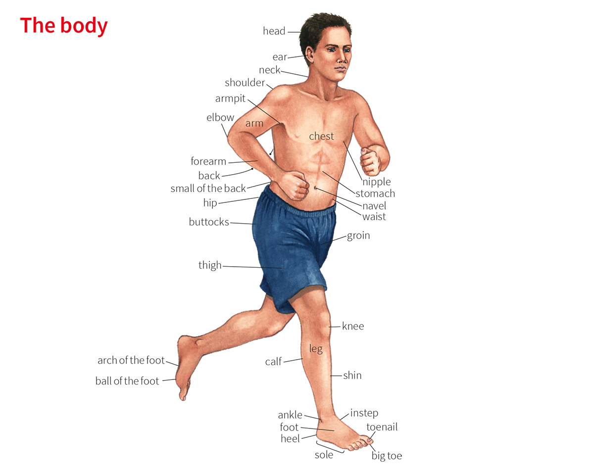 صورة توضيحية لجسم الإنسان مع أسماء الأعضاء المشهورة في قاموس أكسفورد للمتعلمين